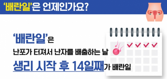 배란일에 따른 임신 가능성